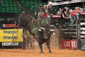 Photo courtesy of Andy Watson/Bull Stock Media for PBR