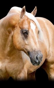 Courtesy Silver Spurs Equine