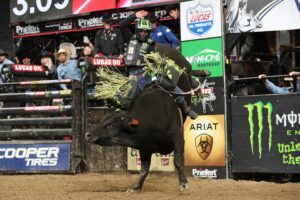 Photo by Andy Watson/BullStock Media