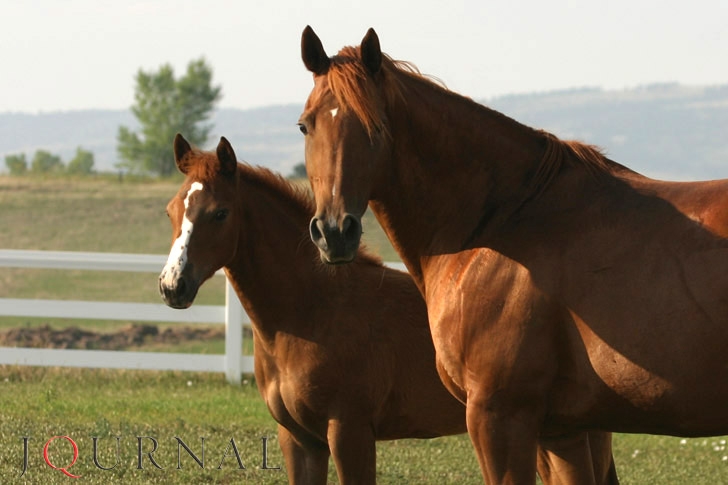 Photo Courtesy AQHA
