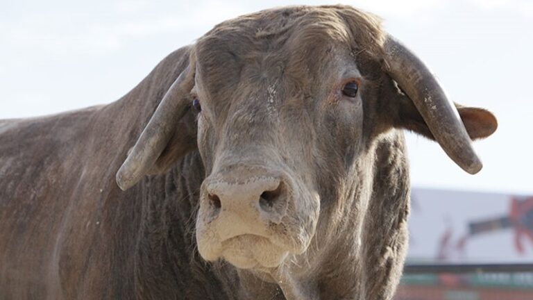 Photo courtesy PBR.com