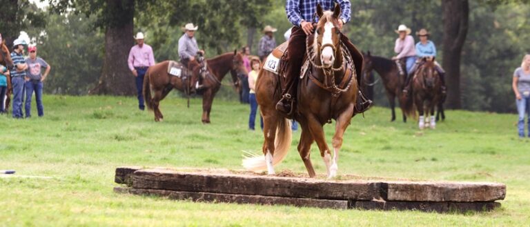 Photo by AQHA.com