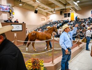 Photo by Ruidoso Horse Sales