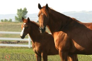 Photo by ©AQHA.com