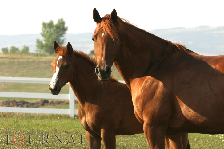 Photo by ©AQHA.com
