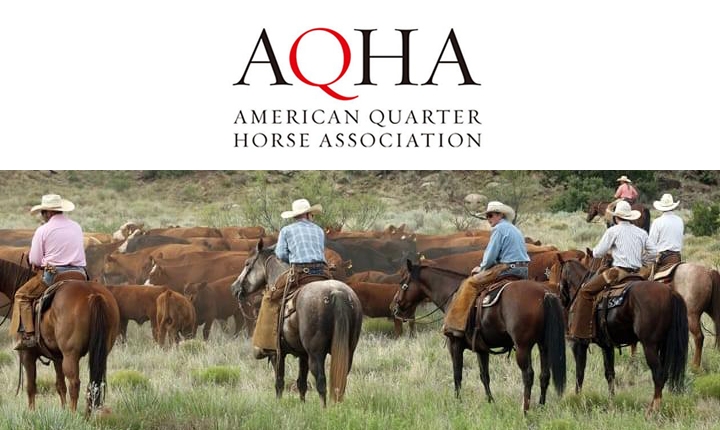 Photo ©AQHA