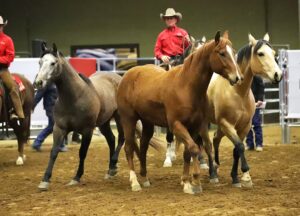 Photo © Road To The Horse