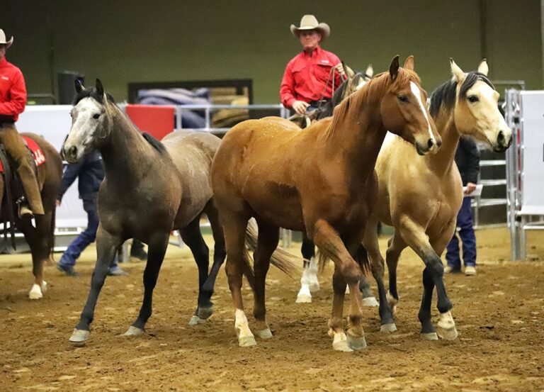 Photo © Road To The Horse