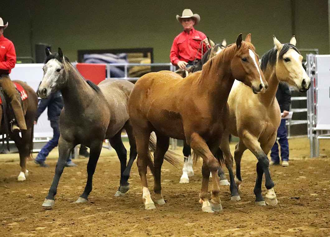 Photo © Road To The Horse