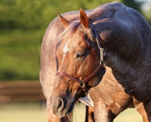 Photo courtesy NRCHA Press Release