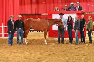 Photo courtesy All American Quarter Horse Congress
