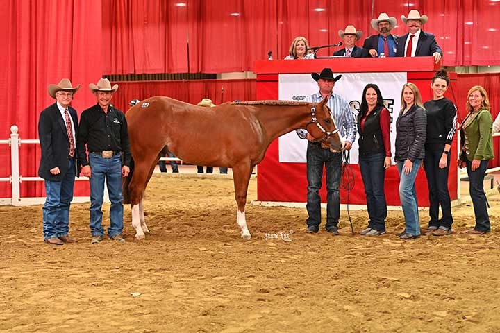 Photo courtesy All American Quarter Horse Congress