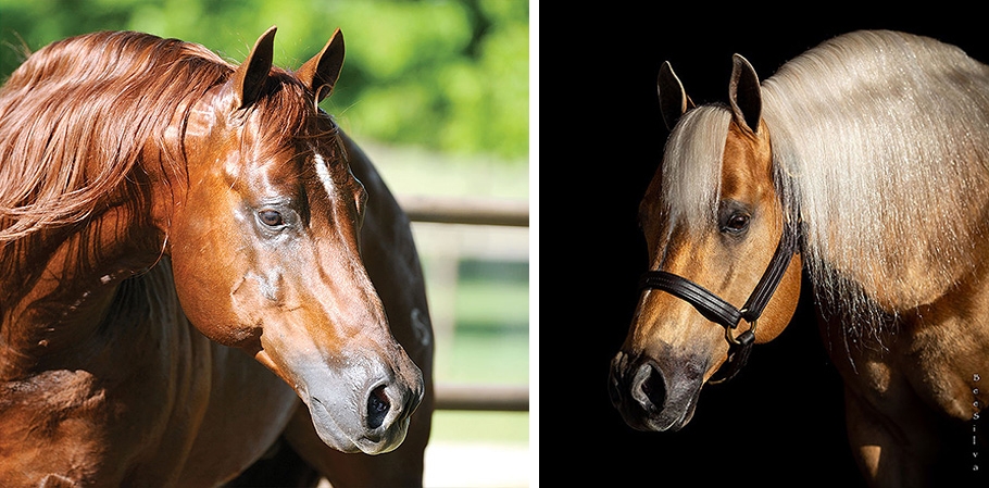 Photo courtesy ©NRHA