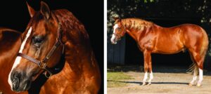 Photos courtesy NRCHA