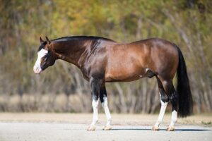 Photo by NRHA Press Release