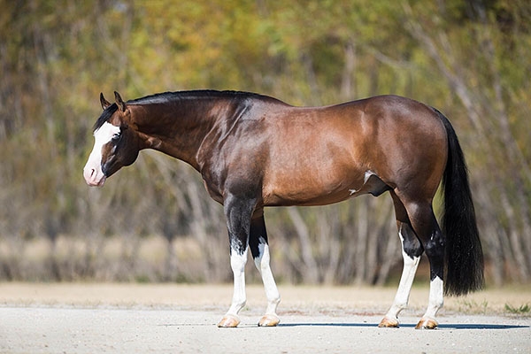 Photo by NRHA Press Release