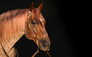 Photo by NRCHA Press Release