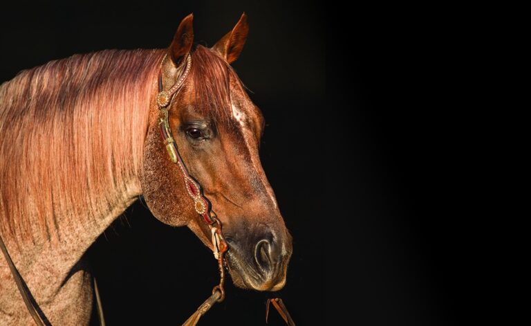 Photo by NRCHA Press Release