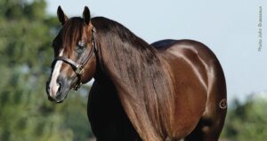 Photo ©John Brasseaux