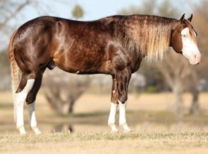 Photo by NRHA Press Release