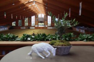 Photos by International Horse Press