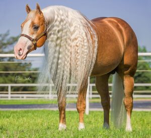 Photo by NRHA by Tristan Dark