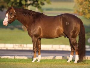 Photo by NRHA Press Release