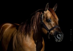 Photo by NRHA Press Release by Bee Silva