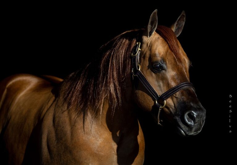 Photo by NRHA Press Release by Bee Silva