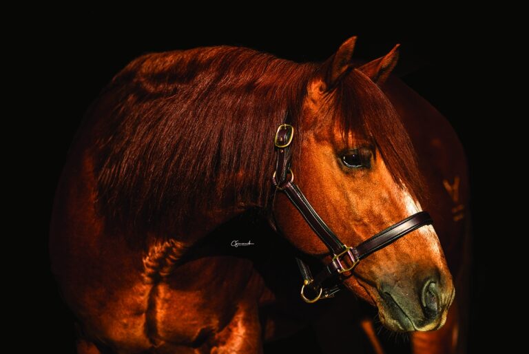 Photo by NCHA Press Release by Carolyn Simancik