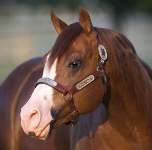 Photos by NRHA Press Release