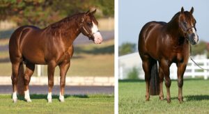 Photos by NRHA Press Release