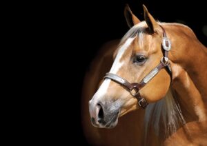 Photos by NRHA Press Release | Cappy Jackson