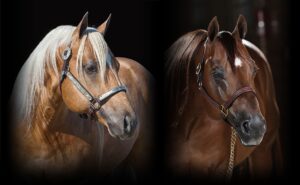 Photos by NRHA Press Release