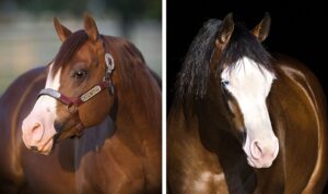 Photos by NRHA Press Release