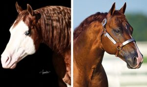 Photos by NRHA Press Release