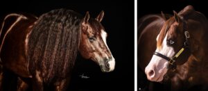 Photos by NRHA Press Release