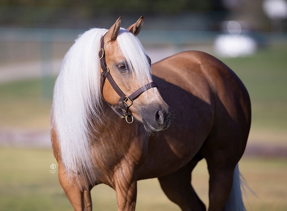 Photos by NRHA Press Release