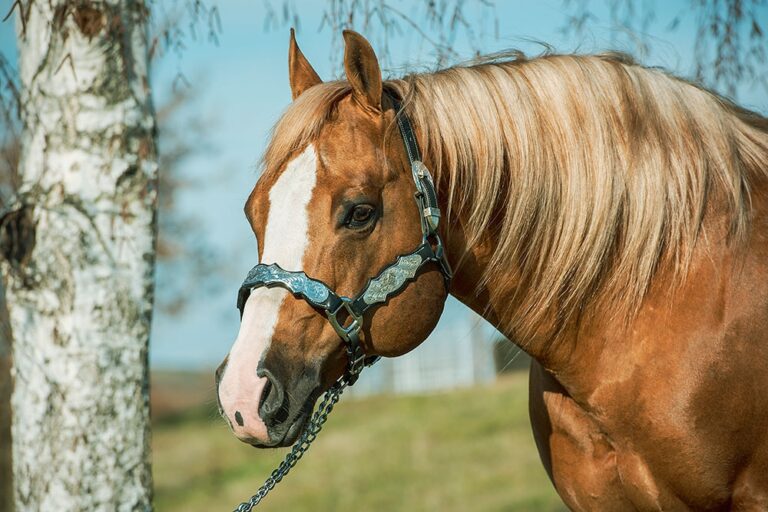 Photos by NRHA Press Release