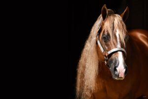 Photos by NRHA Press Release