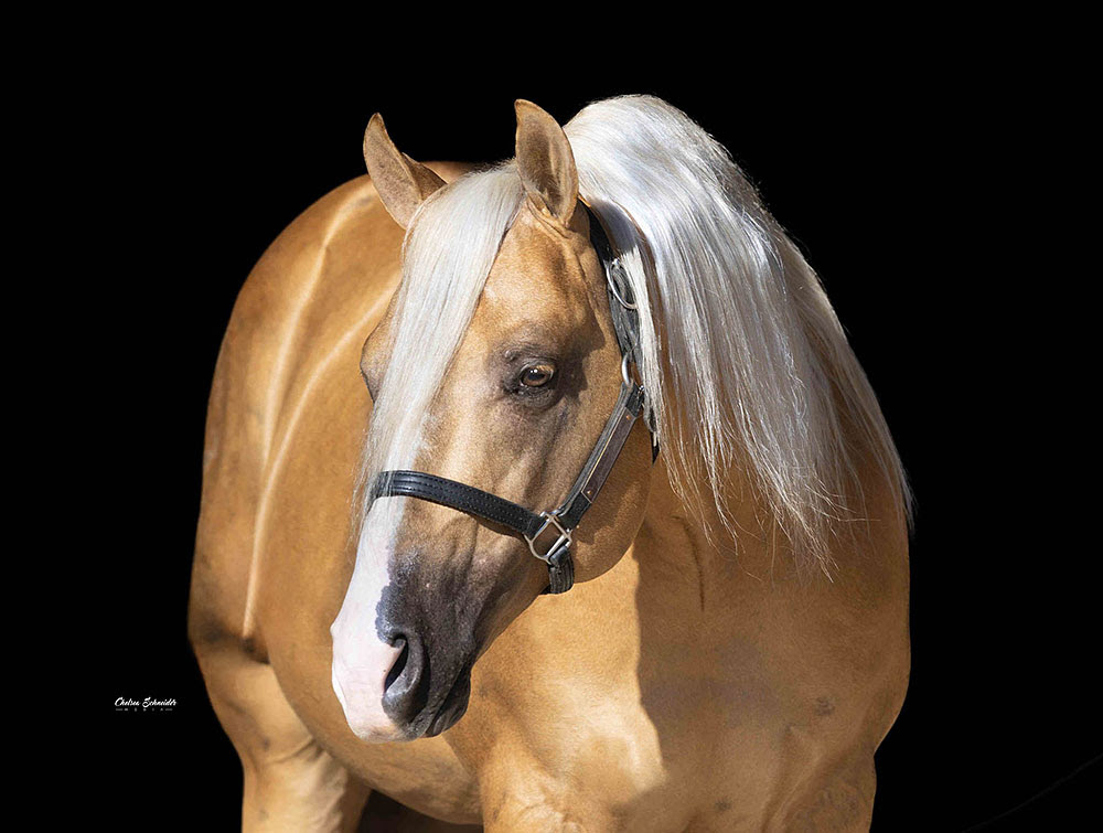 PS Mega Shine Chic Achieves NRHA Million Dollar Sire Status